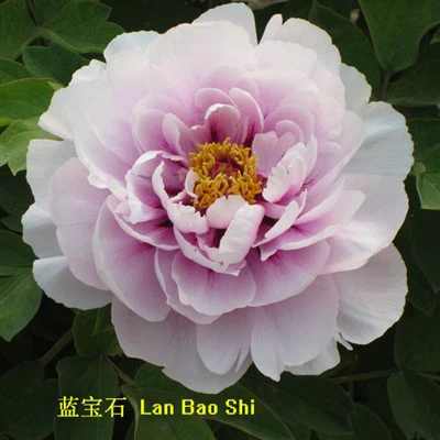 Modra sadike Peony