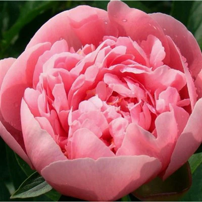 Evropske sadike Peony