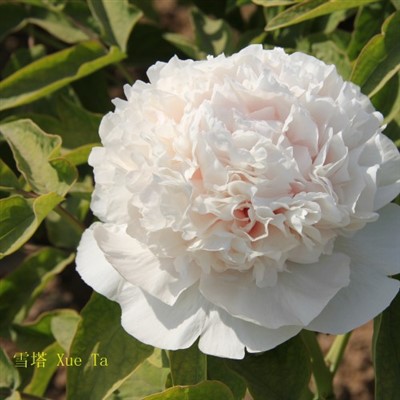 Suffruticosa 'Bai Xue Ta'