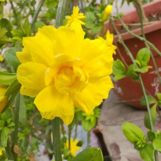 winter jasmine   (4)