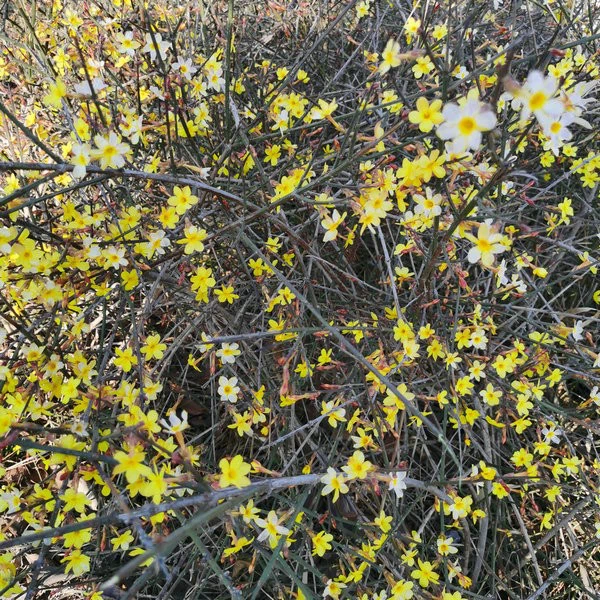 winter jasmine   (5)