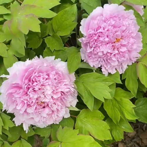 Tree Peony Yu Hou Feng Guang factory