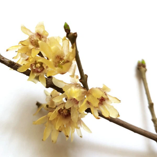wintersweet(4)